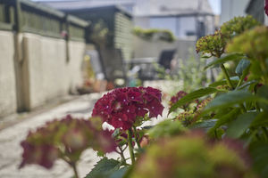 Garden- click for photo gallery